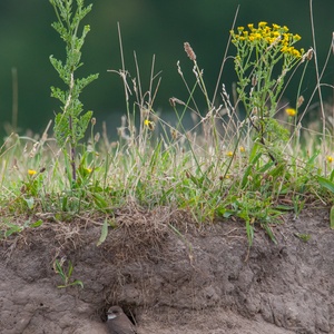 Zingende Oeverzwaluw bij de nestholte aan de beek onder bloemen van het Jacobskruiskruid, begin juli 12x12.
